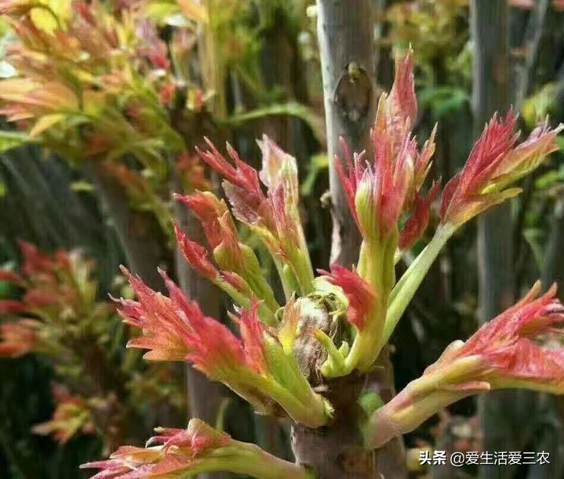 月收入过万的农民干什么好,在农村怎样才能月收入过万