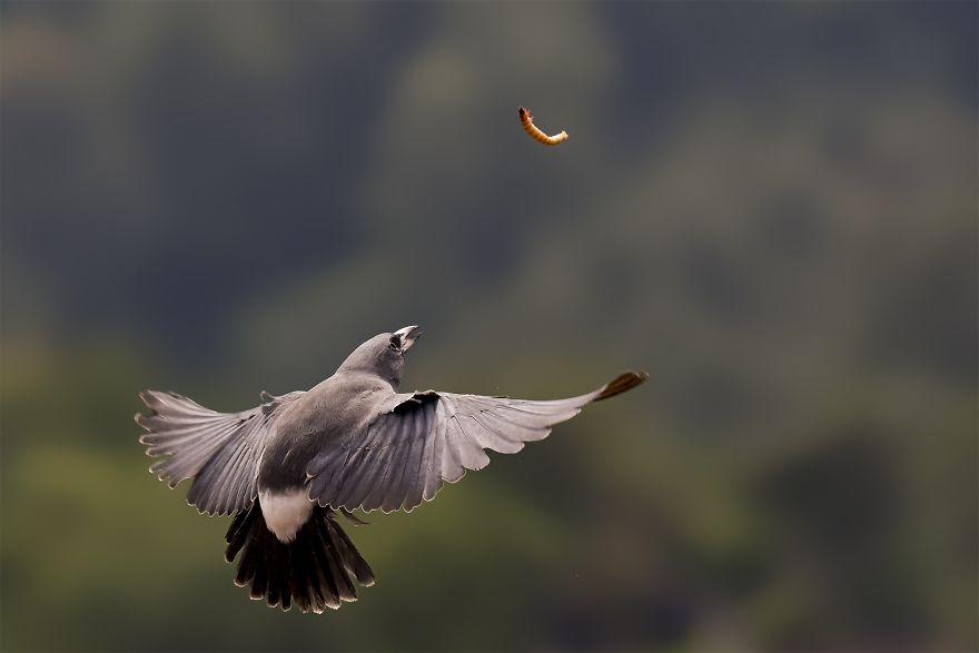 生物世界真的很奇妙,大自然中奇妙的生物