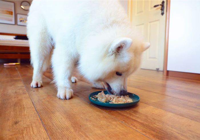 狗狗贫血缺钙怎么补最好,狗狗贫血严重除了输血还能怎么办