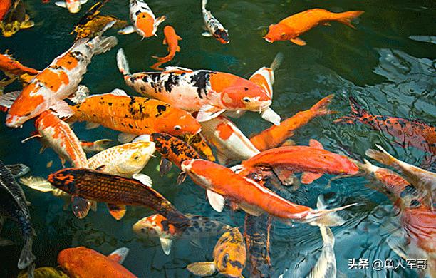 锦鲤鱼与什么鱼可以一起养,活宝石鱼锦鲤怎么养