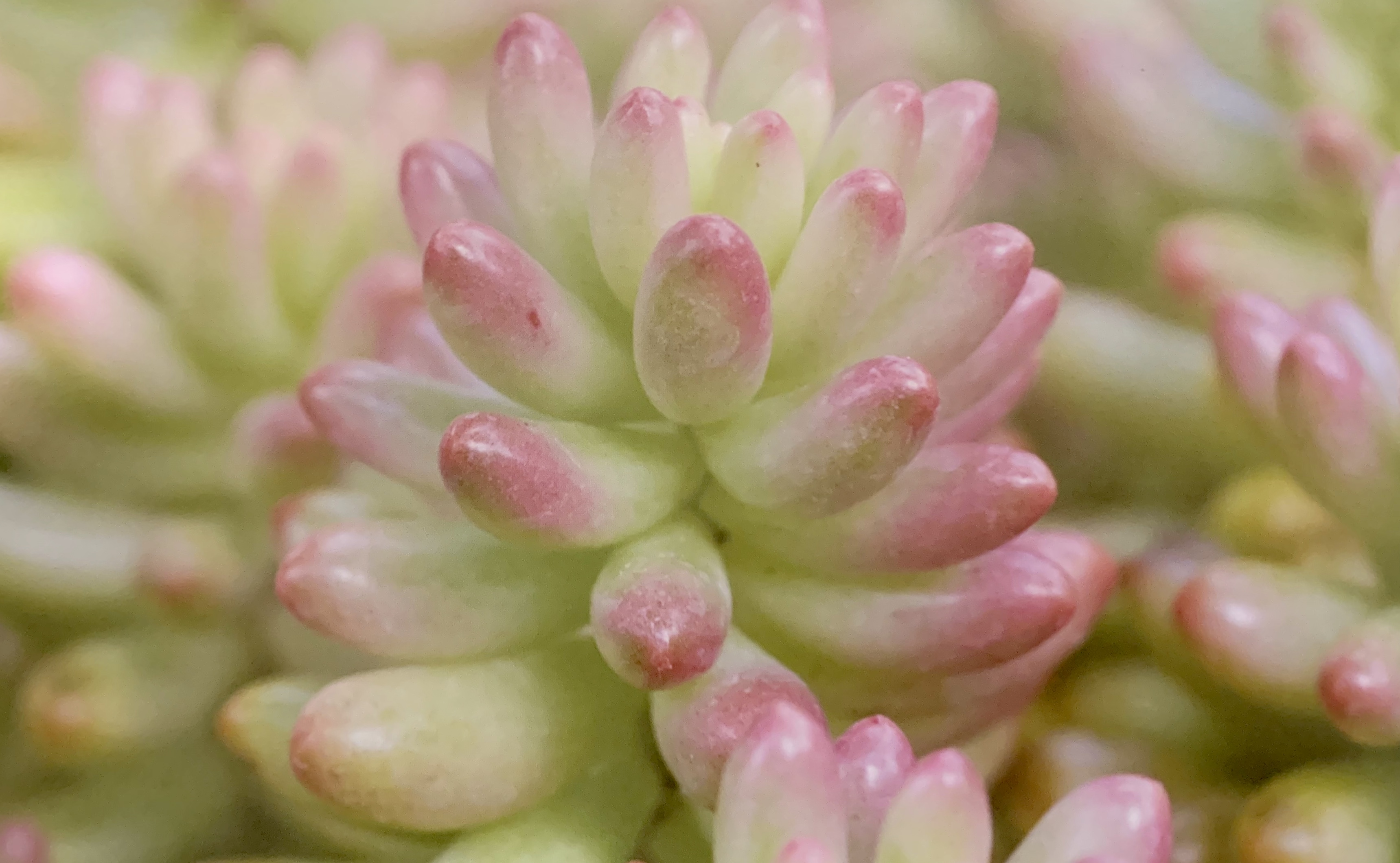 最美最好养的多肉法师,最美的多肉植物排名