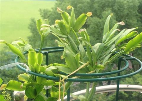 蟹爪兰开花爆盆的小妙招,蟹爪兰开花后的养殖方法