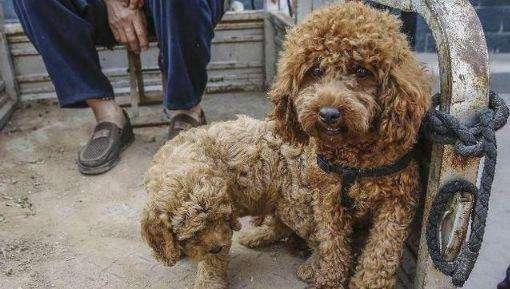 怎样改掉泰迪犬的坏习惯,惩罚泰迪犬5个禁忌绝不能犯