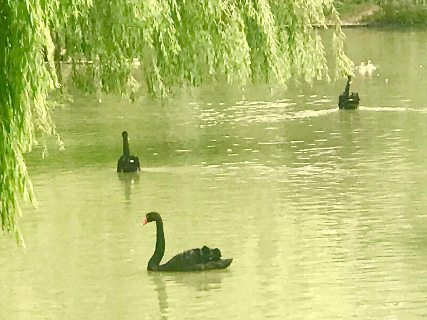 朗朗上口的七言绝句,朗朗上口歌谣