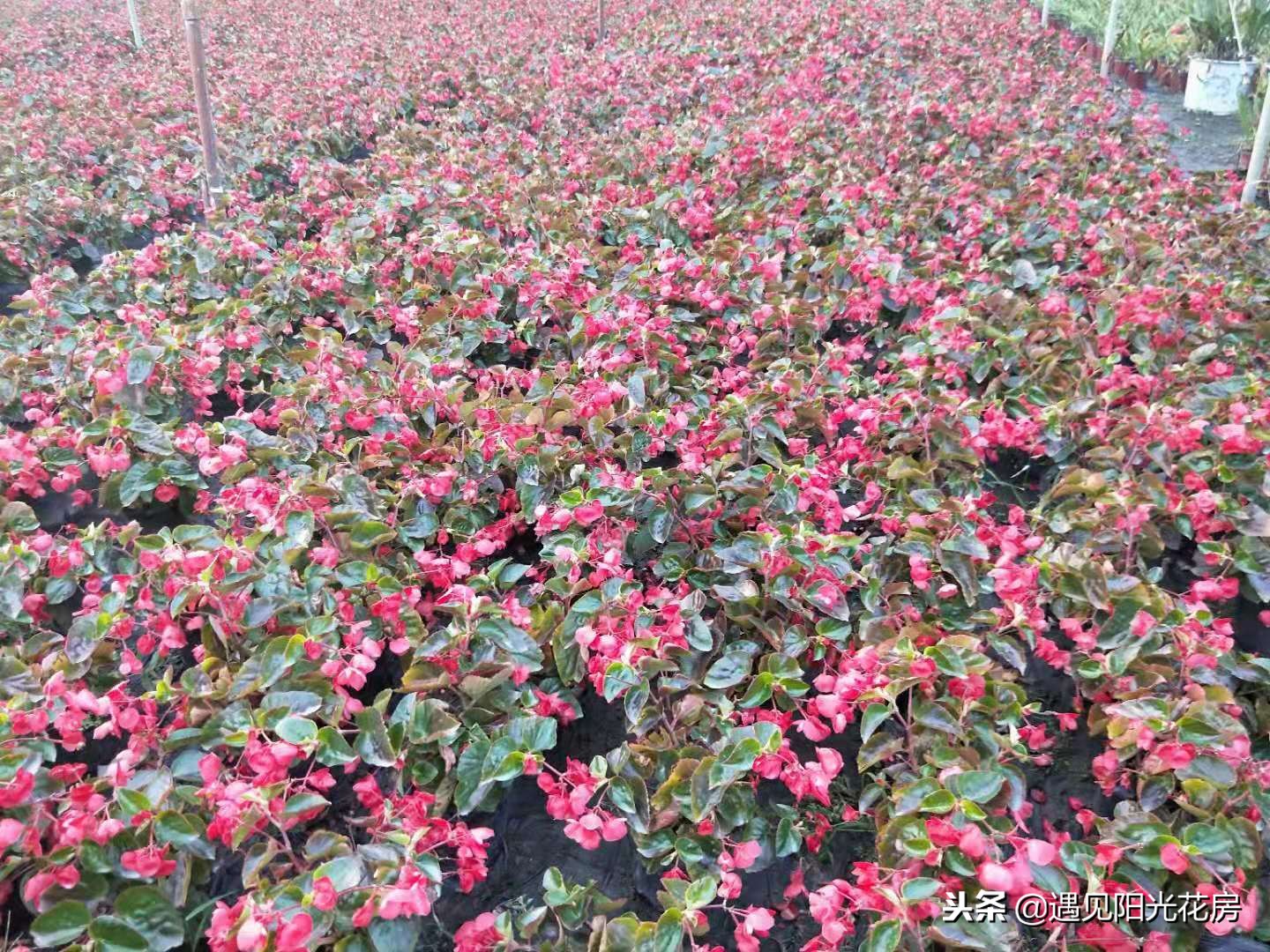 四季秋海棠的养殖方法和注意事项,四季秋海棠花开败了怎么处理