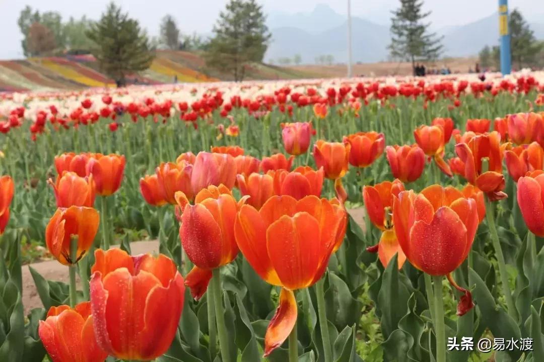 易县狼牙山小火车,河北保定易县火车