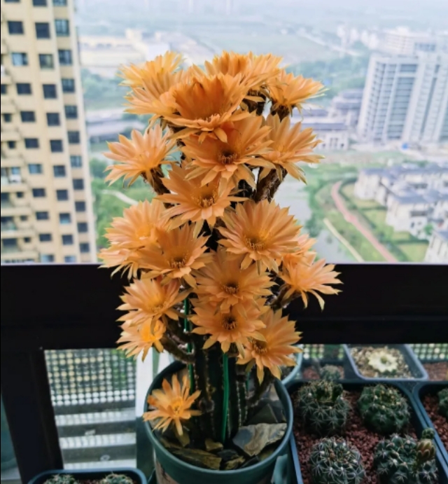 超大仙人掌盆栽黑金刚,名贵高档仙人掌黑金刚