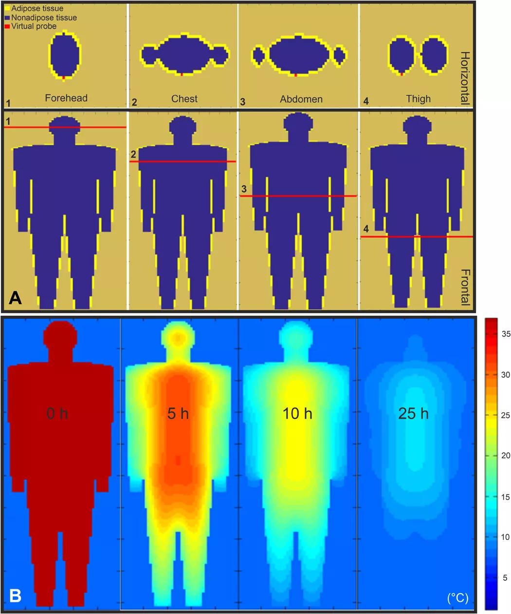 对外部数据3D建模，这个尸检算法把死亡时间预测误差缩小到38分钟