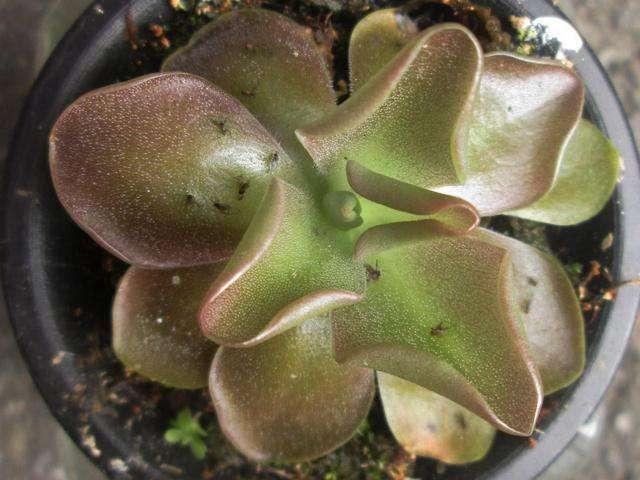 双氧水能消灭花盆土里的小飞虫,花盆里的小飞虫怎么解决