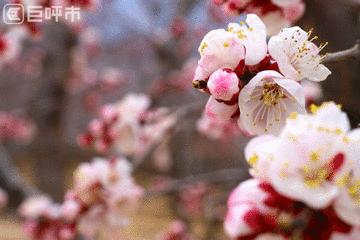 古人赞叹的美景,呼和浩特古代风景