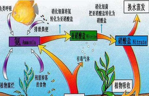 没有本事调理好鱼缸的水质，也不要把责任都推到硝化细菌的身上