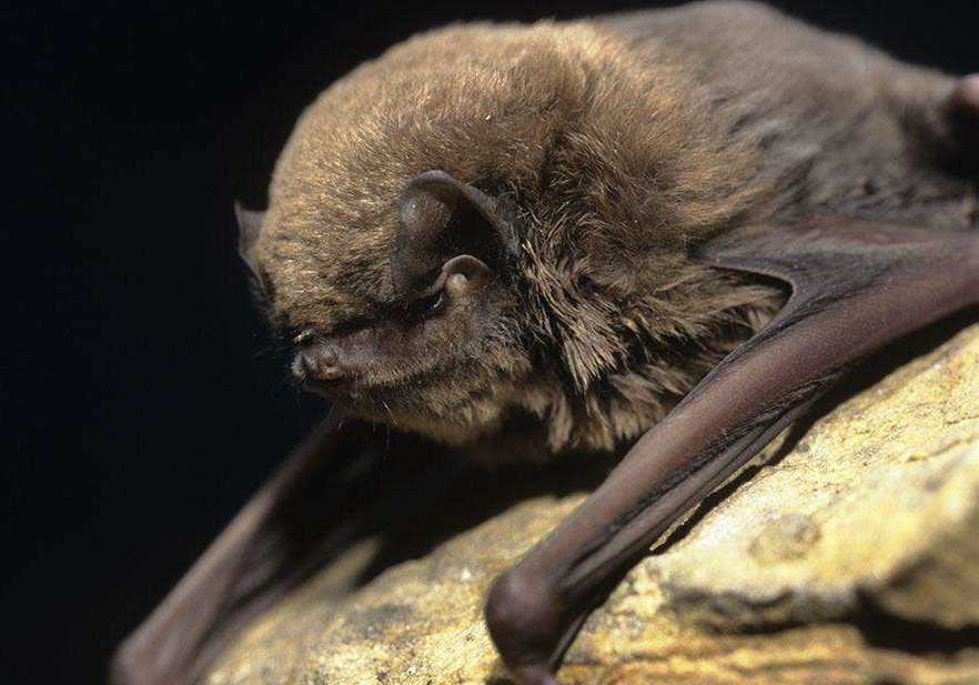 老挝吃蝙蝠,老挝菊头蝙蝠