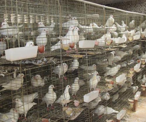 投资少见效快的养殖项目,投资小见效快的养殖好项目赚钱