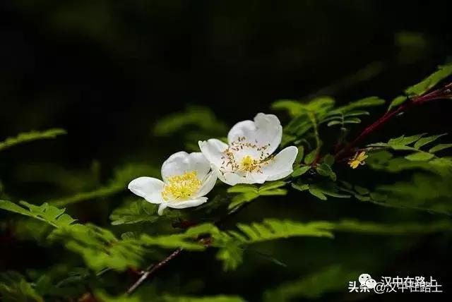 探秘汉中,汉中一村子窜入野生羚牛