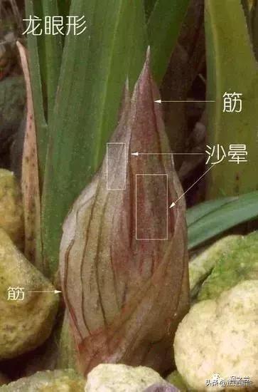 兰花知识大全100种,兰花鉴赏术语100条