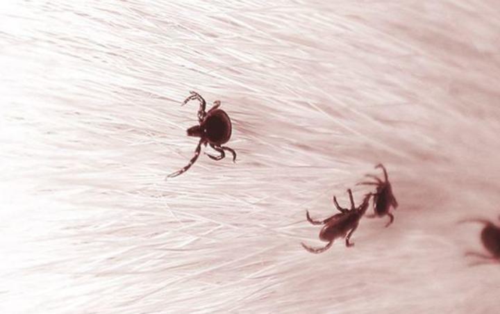 阿拉斯加严重掉毛怎么办,阿拉斯加掉毛严重怎么办