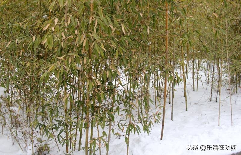 戏雪游乐场项目,戏雪乐园雪人