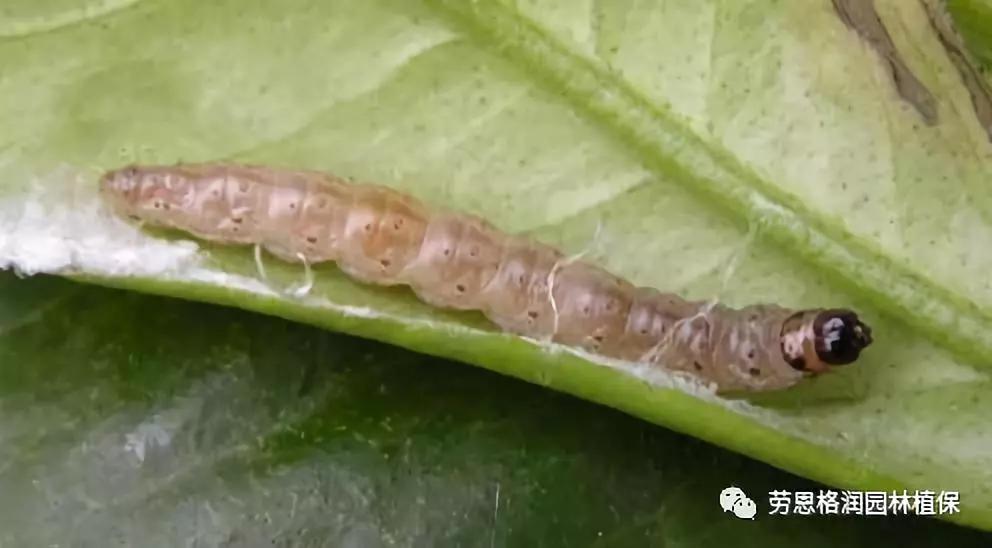 各类植物害虫的防治方法,园林蛀干害虫防治方法
