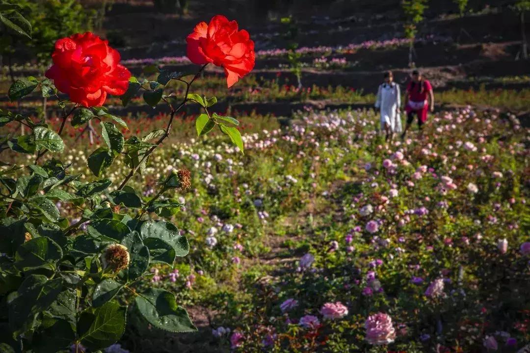 凉山州哪里可以赏花,西昌赏花攻略