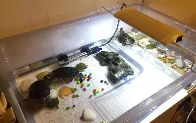 乌龟不吃食怎么办最快最有效,乌龟眼睛肿不进食怎么回事