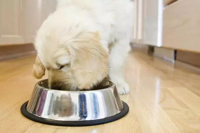 幼犬乱吃垃圾呕吐拉稀,幼犬呕吐拉稀一般禁食多久