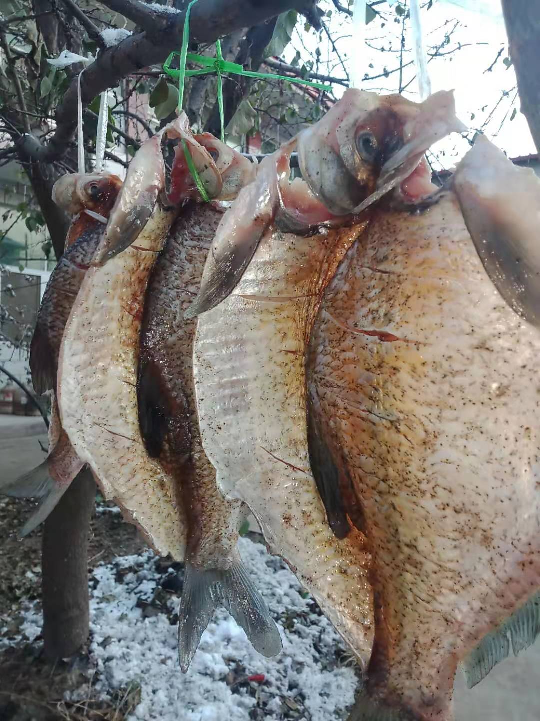 风干鱼的制作方法与配方视频,风干鱼的制作方法和配方视频