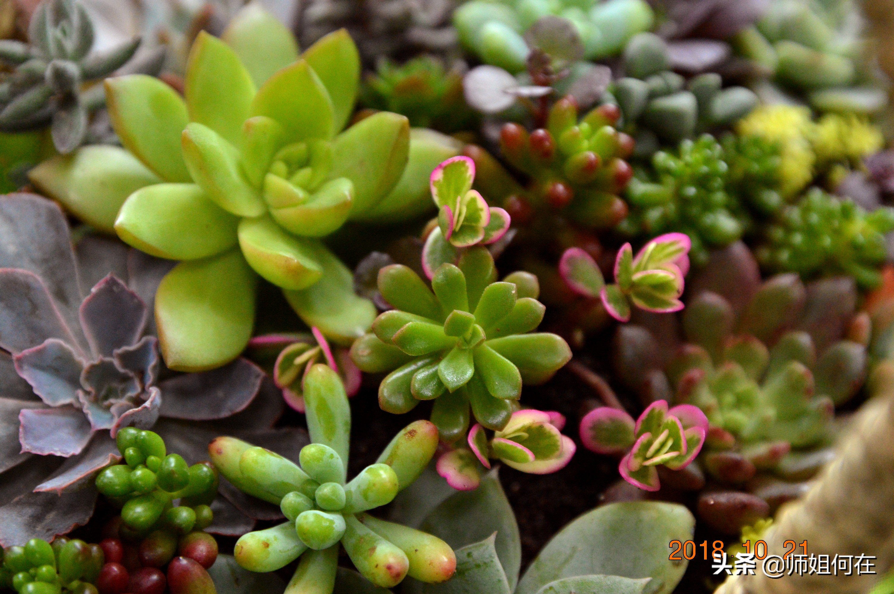 一年级语文ieueer拼音教学,一年级语文拼音复习重点归纳