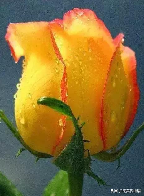 999玫瑰惊喜,999朵玫瑰生日礼物