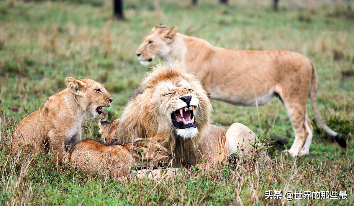 胡狼抢夺狮子和鬣狗的食物片段,胡狼为什么不怕狮子