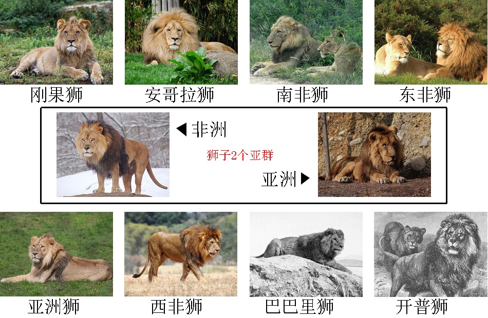 美洲狮真的就是美洲金猫吗,美洲狮是豹子还是狮子