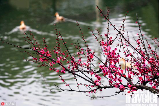 赏梅踏春最佳打卡地,现在附近公园赏梅哪里有