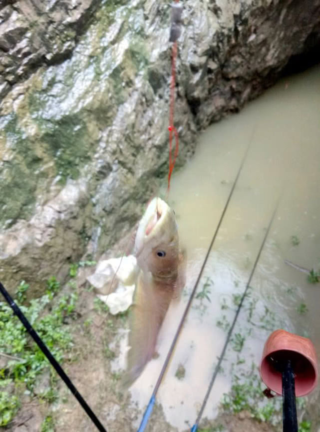 钓鲶鱼用什么饵最好呢,冬季钓鲶鱼的方法和技巧