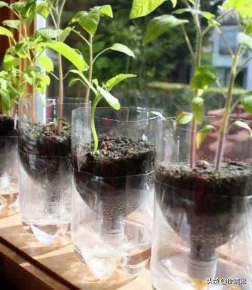 塑料瓶变废为宝花盆创意手工儿童,瓶子可以当花盆养花吗图片