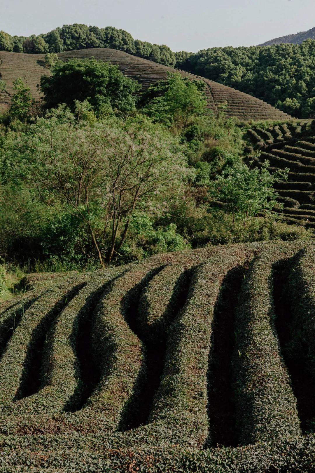 杭州百景｜龙坞，茶，太阳，酒，音乐