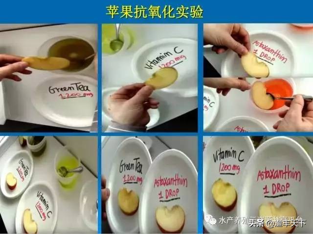 vc抗应激对水产养殖的用途,水产养殖vc抗应激的作用