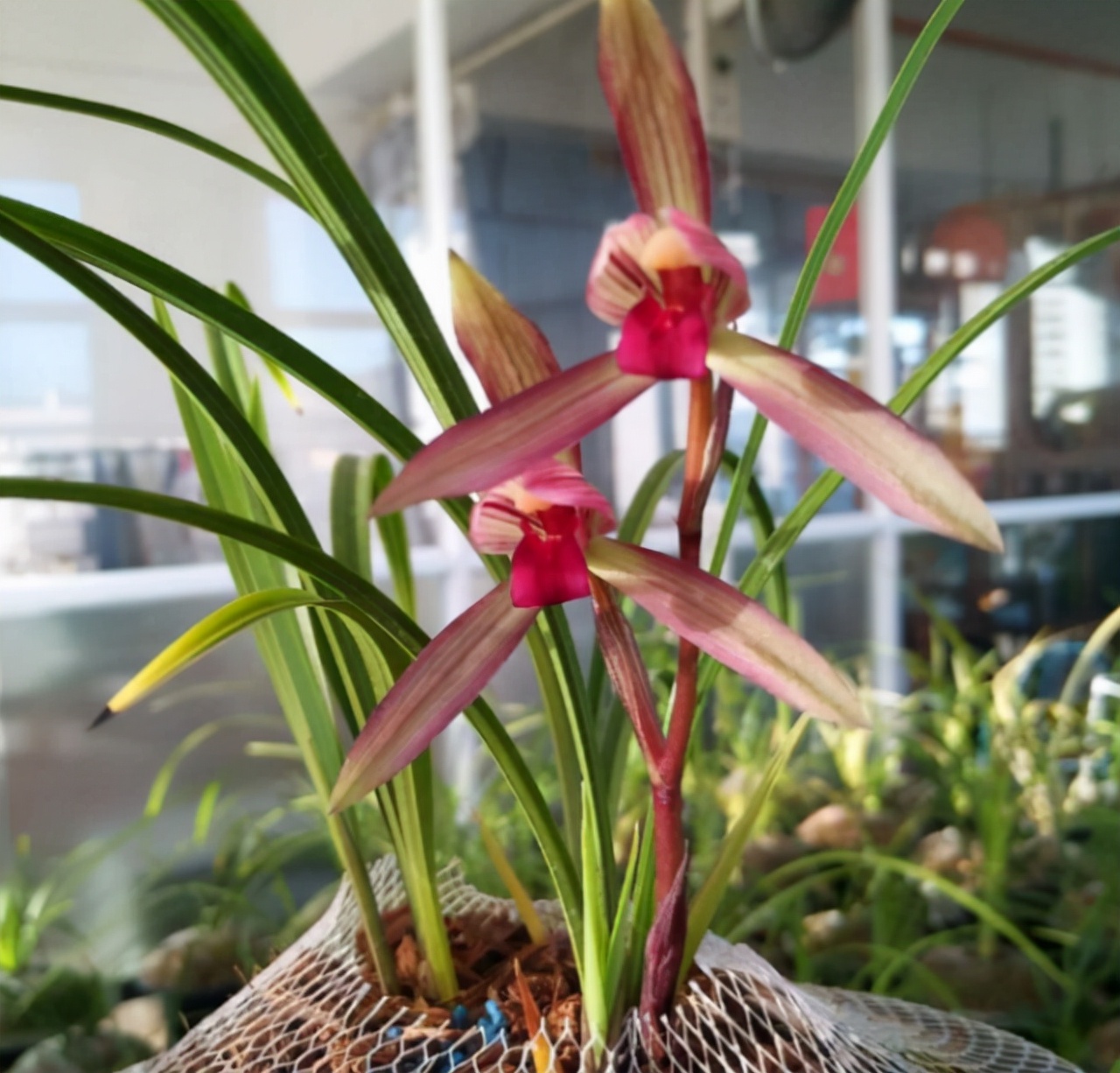 拒绝杂交兰，此兰火了30余年，夺得兰展金奖，顶级红素，芳香四溢