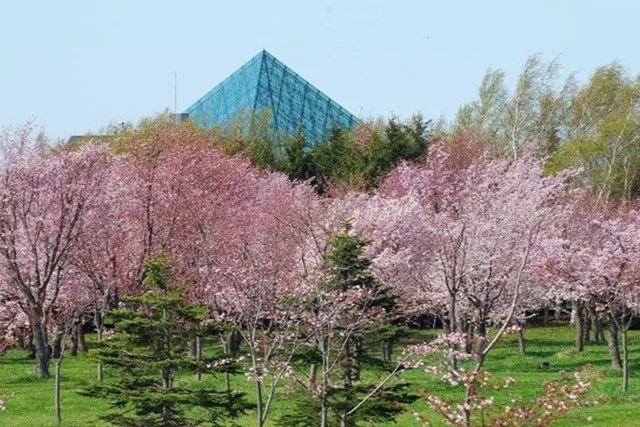 北海道赏樱住宿,北海道赏樱手册