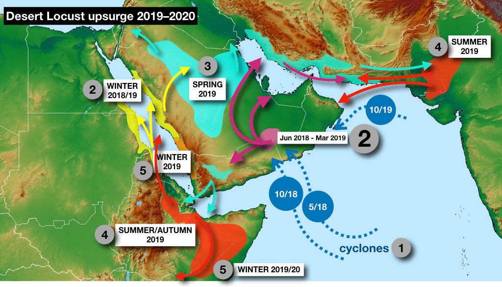 这次的蝗虫灾害为什么这么大,此次的蝗灾有多严重