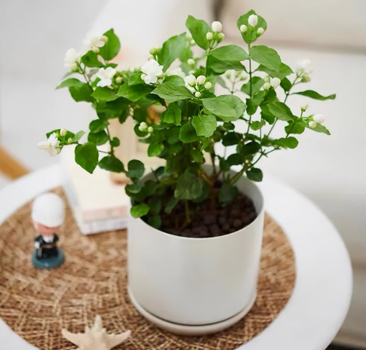 室内最好养的香水花有哪些,四季开适合客厅养的好香水花