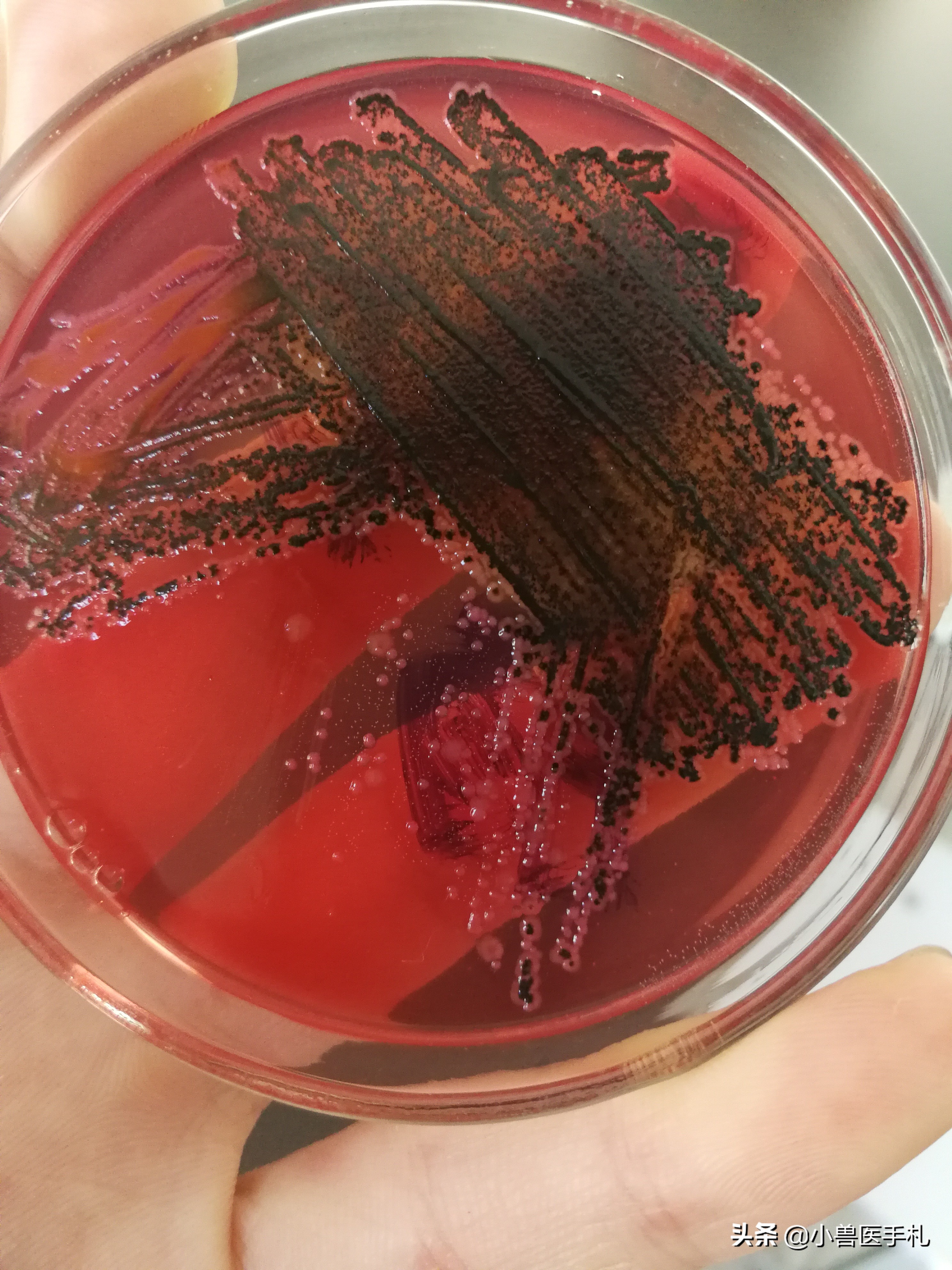 副猪嗜血杆菌病的pcr实验操作,猪沙门氏菌副伤寒