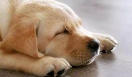 狗狗不吃东西怎么办也不拉粑粑,狗狗不吃食物精神正常怎么回事