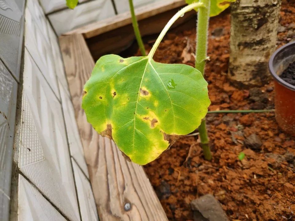 绿萝文竹总发黄1招让它绿油油,植物叶子全部发黄怎么办