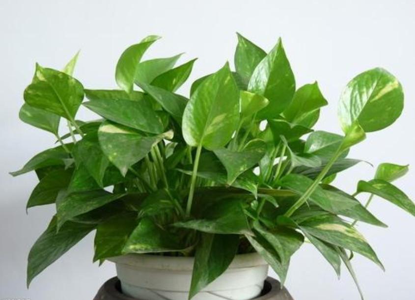 给绿萝来点它不到1个月疯长不停,绿萝怎么爬满墙不黄