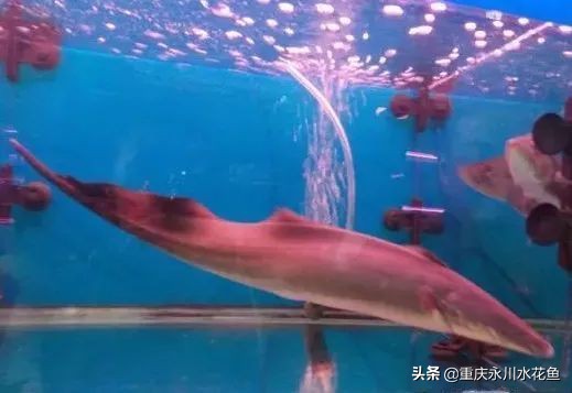 十大最好看的观赏鱼,观赏鱼100种形态