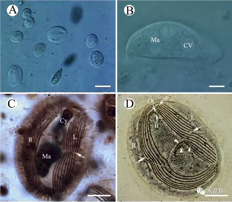 鱼类寄生虫病防治,新型鱼瘟怎么预防