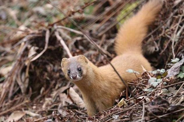 为什么老人说不能打黄鼠狼,为什么老人说黄鼠狼不能杀