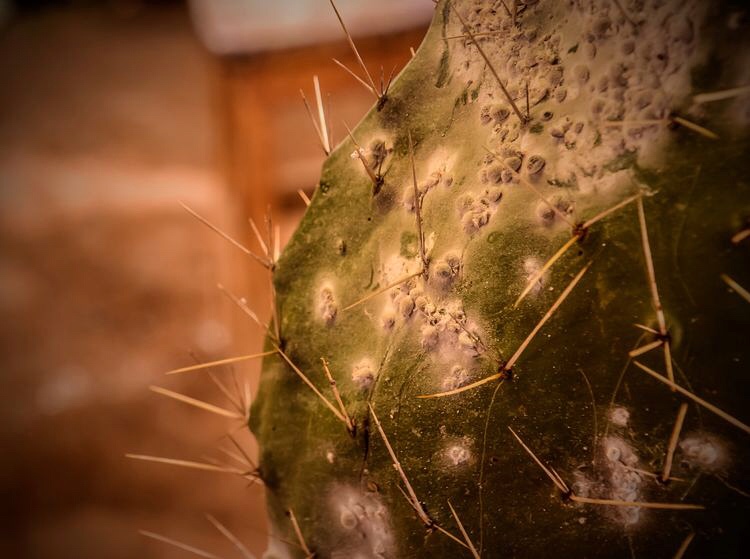 南美千年印加古镇,妇女掌握独门神技:用仙人掌真菌做口红