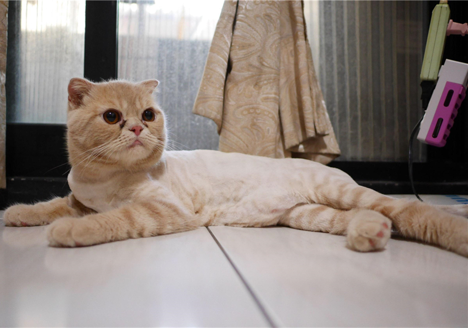 猫咪双眼皮,猫咪眼睑外翻手术有必要吗