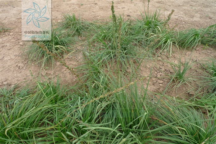 藁本神农本草经,神农本草经葛根原文