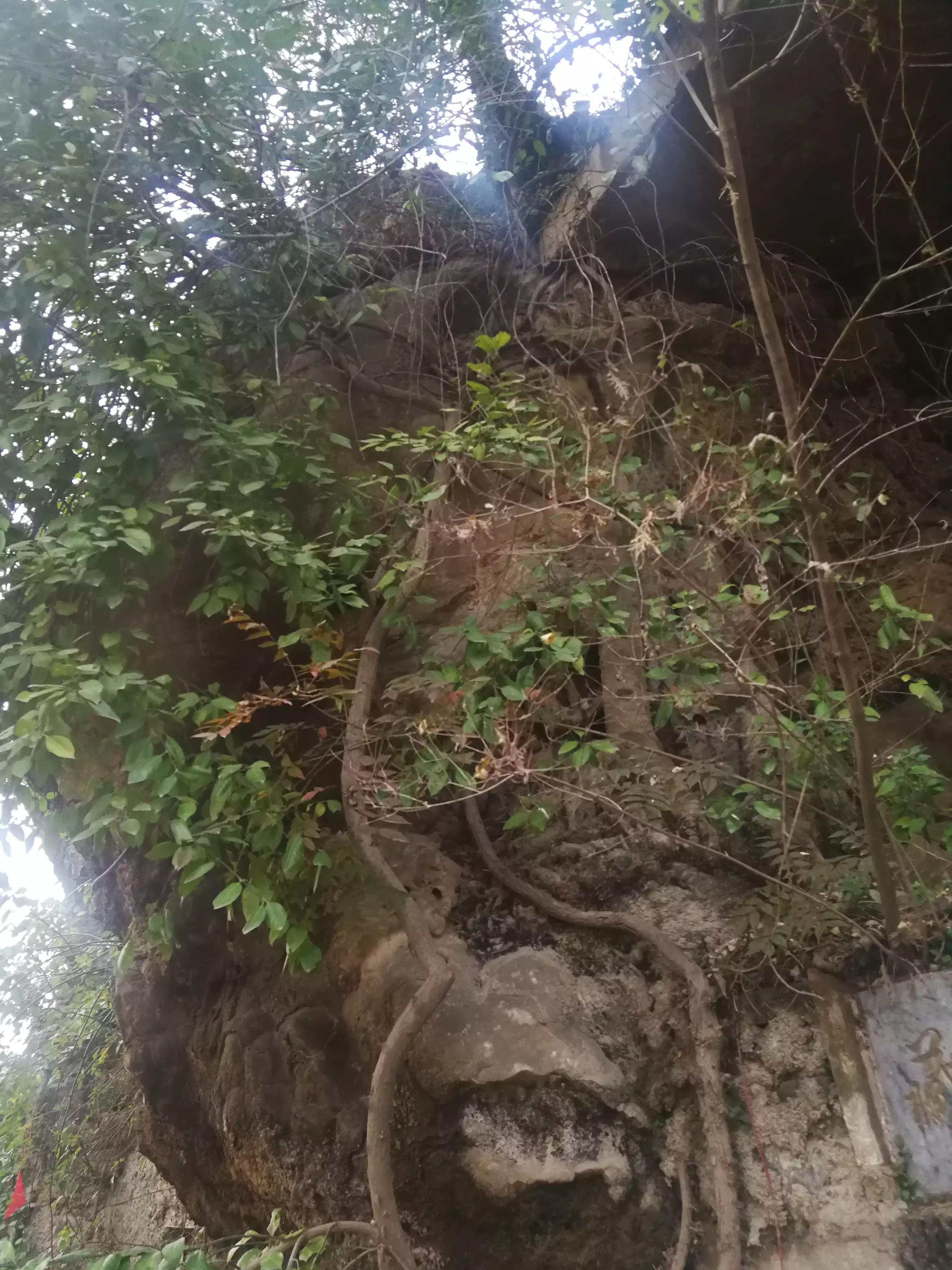 刘禹锡典故,刘禹锡的成语故事